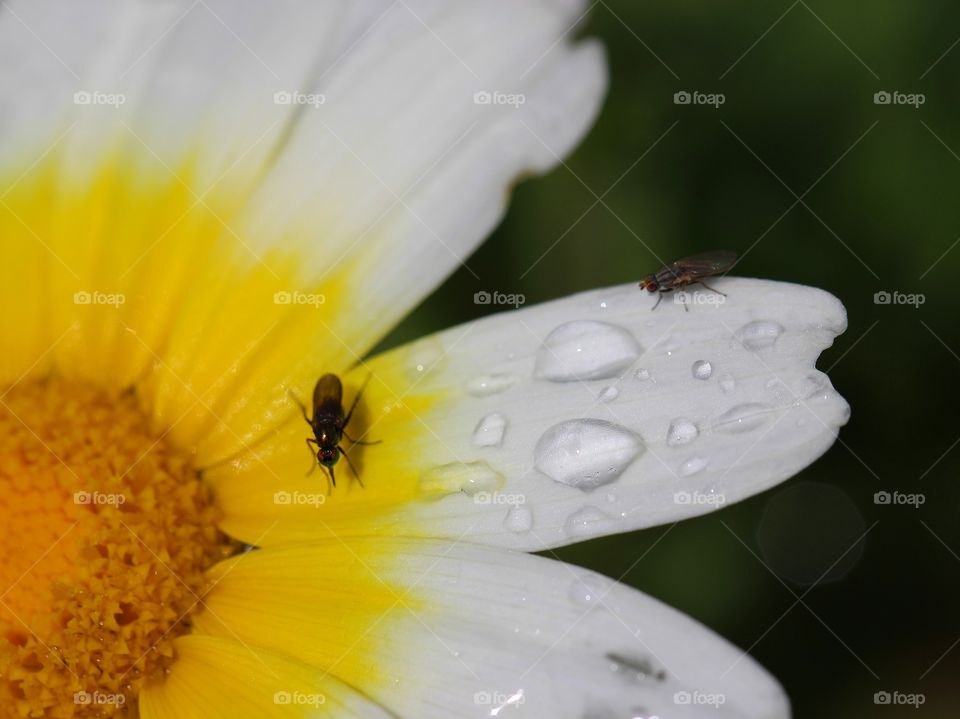 Beautiful macro daisy flower with fly’s and raindrops 