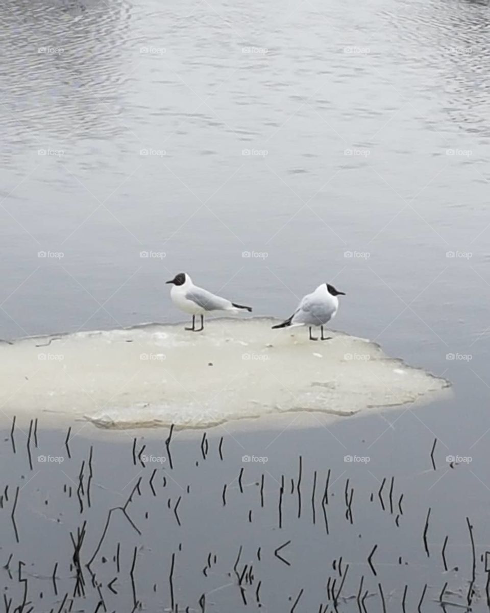 utskik på varsitt håll