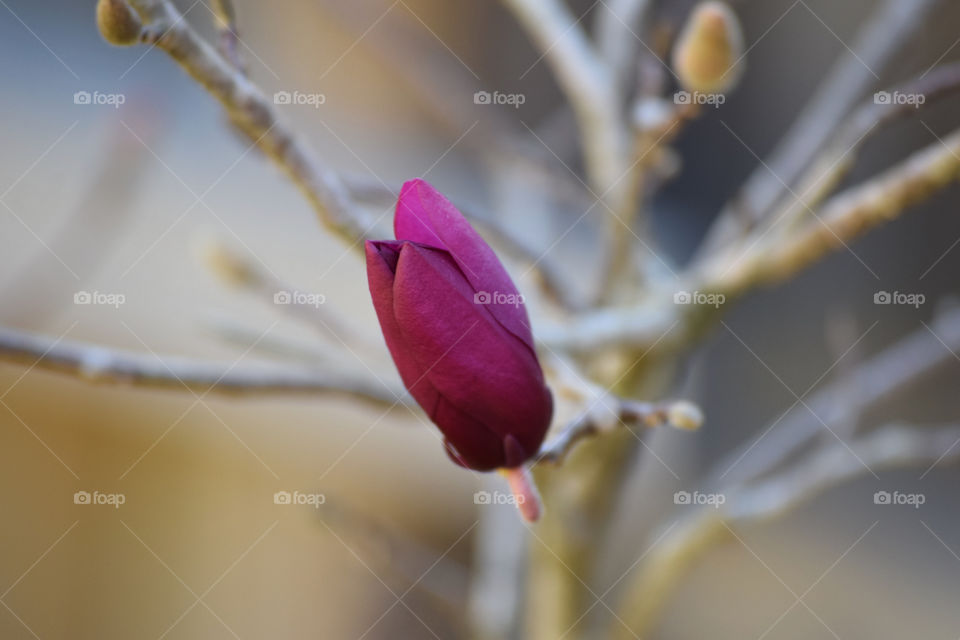 Beautiful Beginnings 