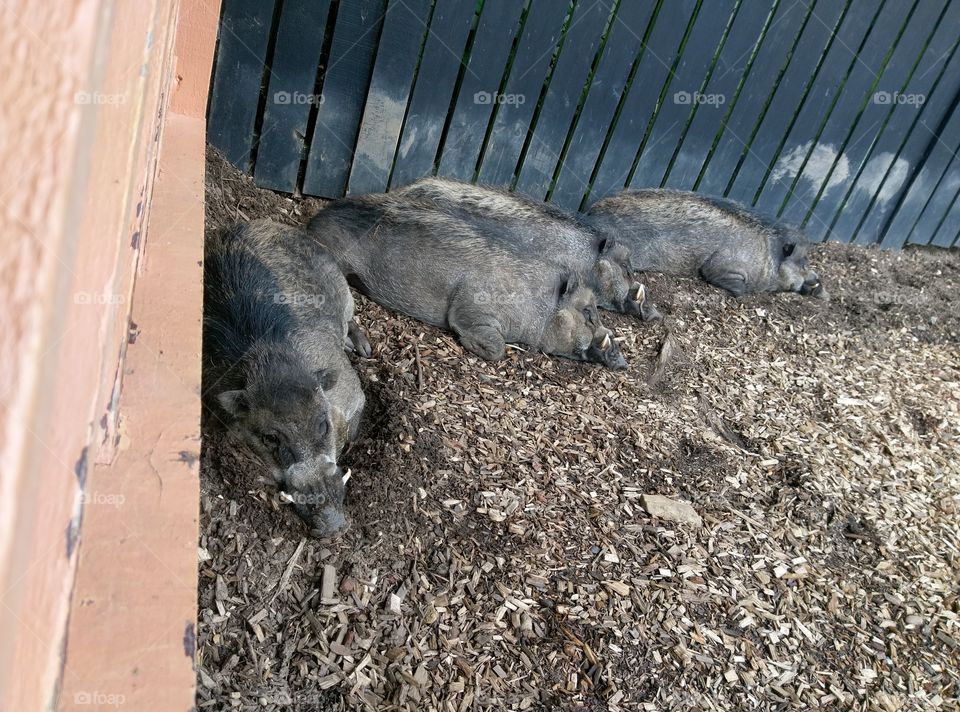 sleeping pigs