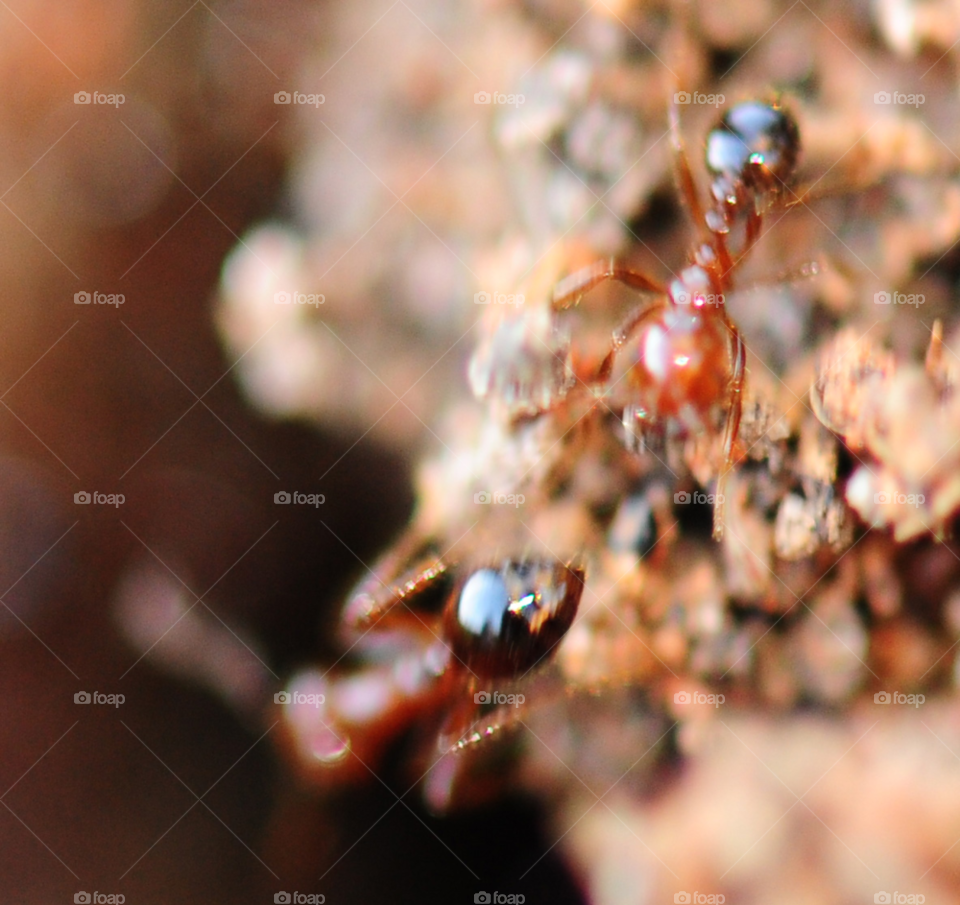 ant mound ants fire ant by lightanddrawing