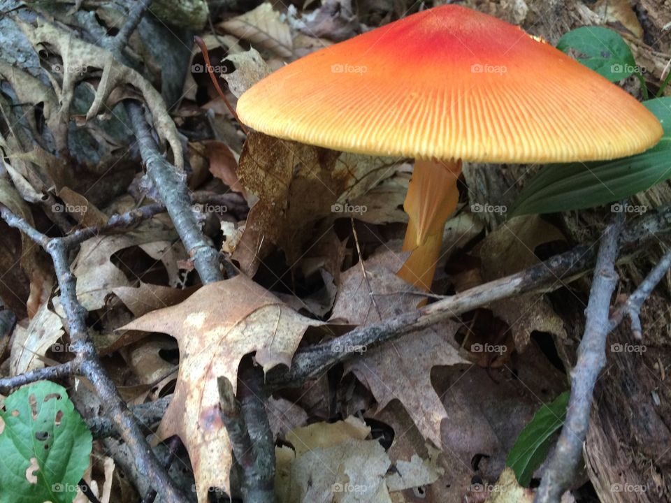 Red mushroom 