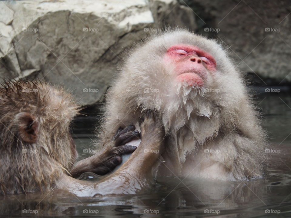 Snow Monkey