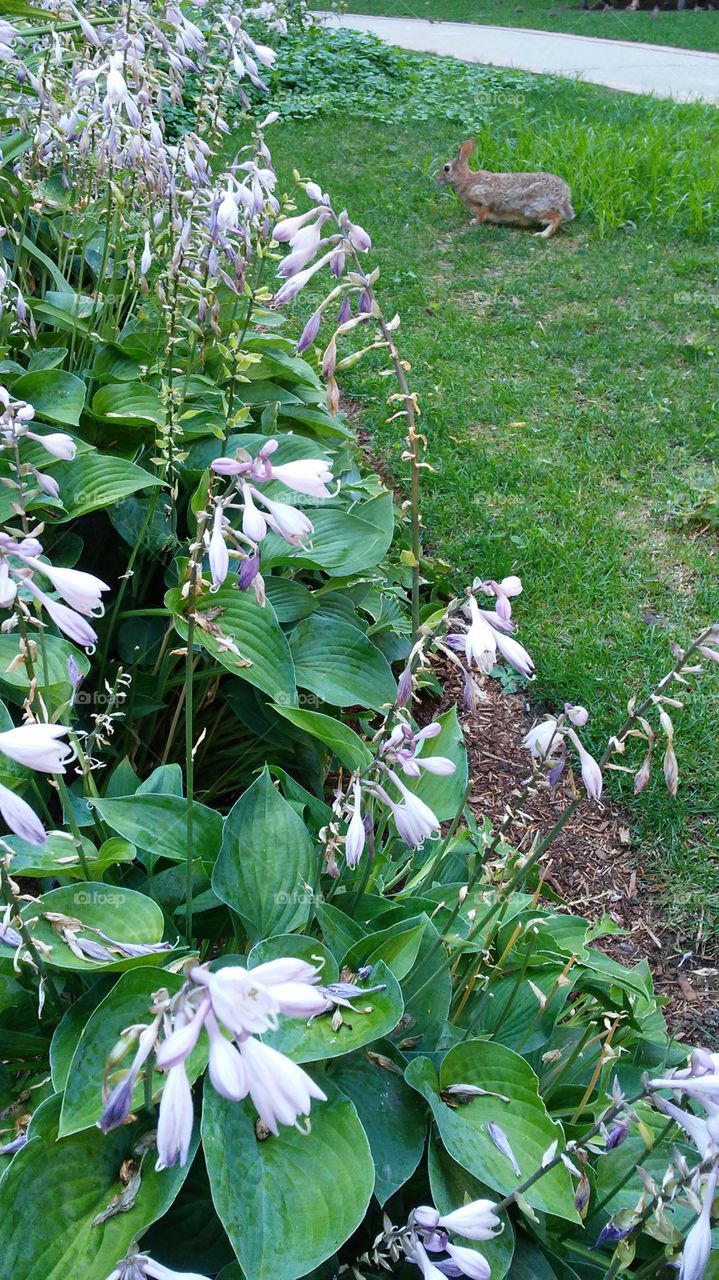 Flower, Nature, Leaf, Garden, Flora