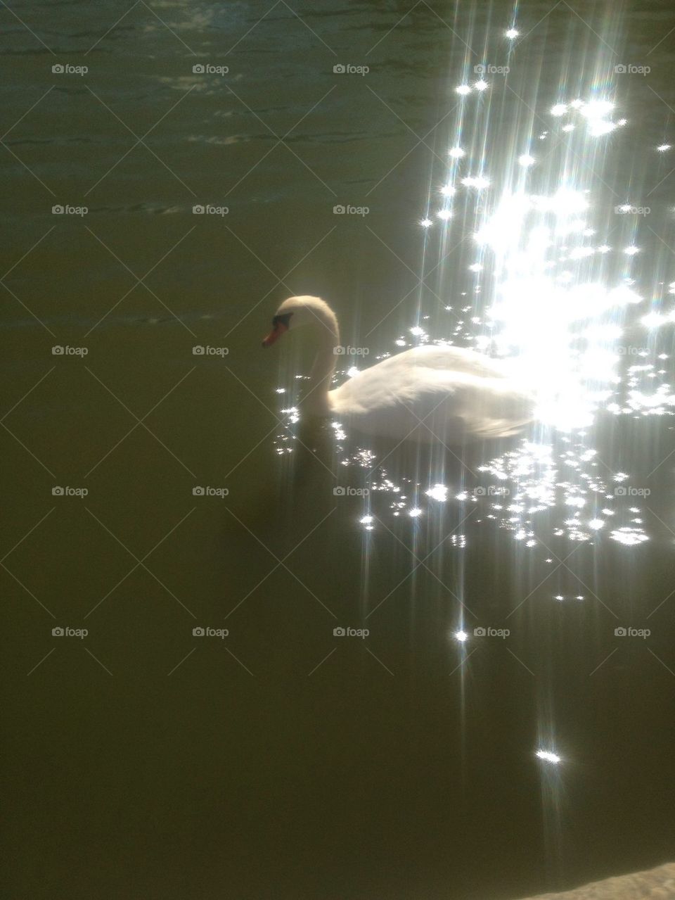 Sparkle swan