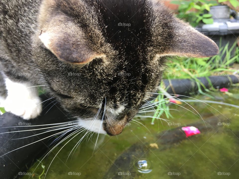 Cat find fish in the pond 
