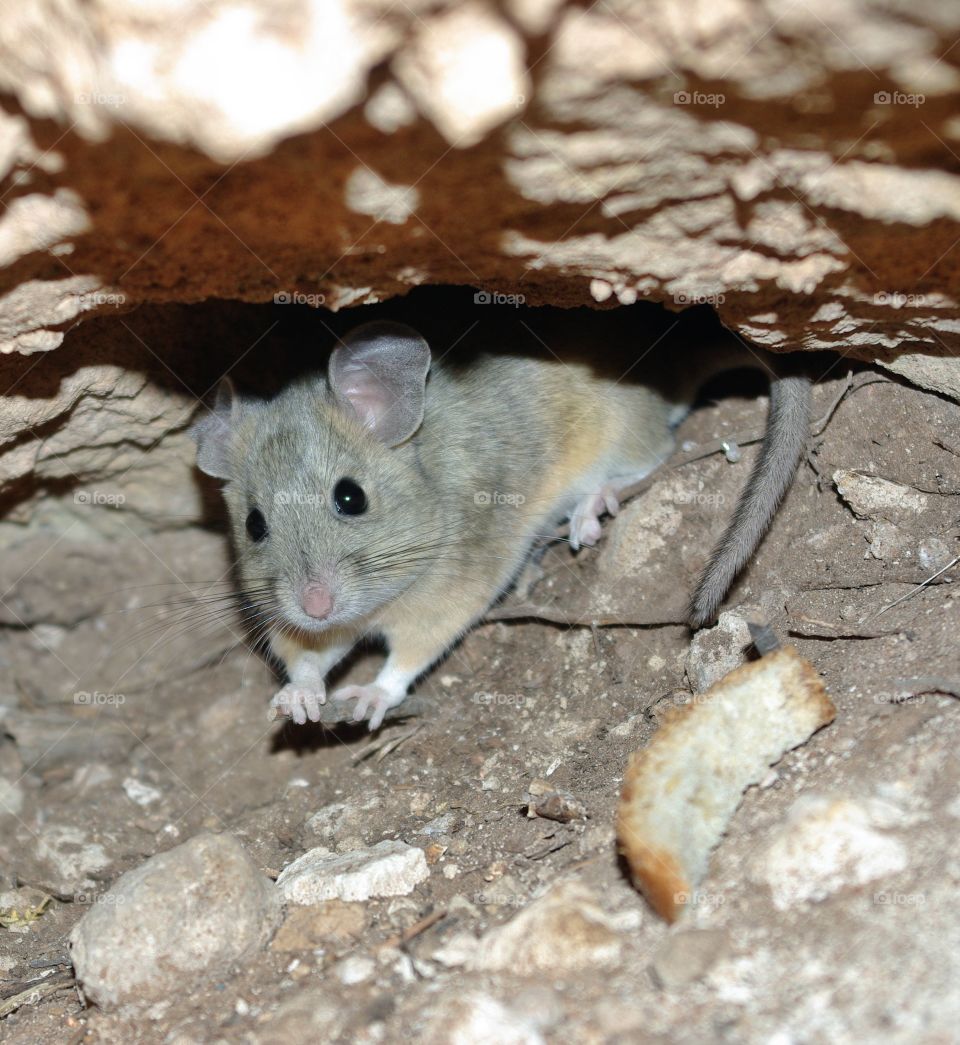 Close up. Mouse stole a piece of bread from a couple and darted in this boulder crack - stuck the camera in and got lucky