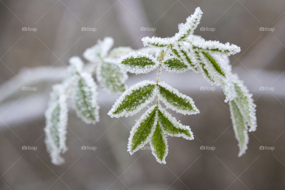 Close-up of frosty plant