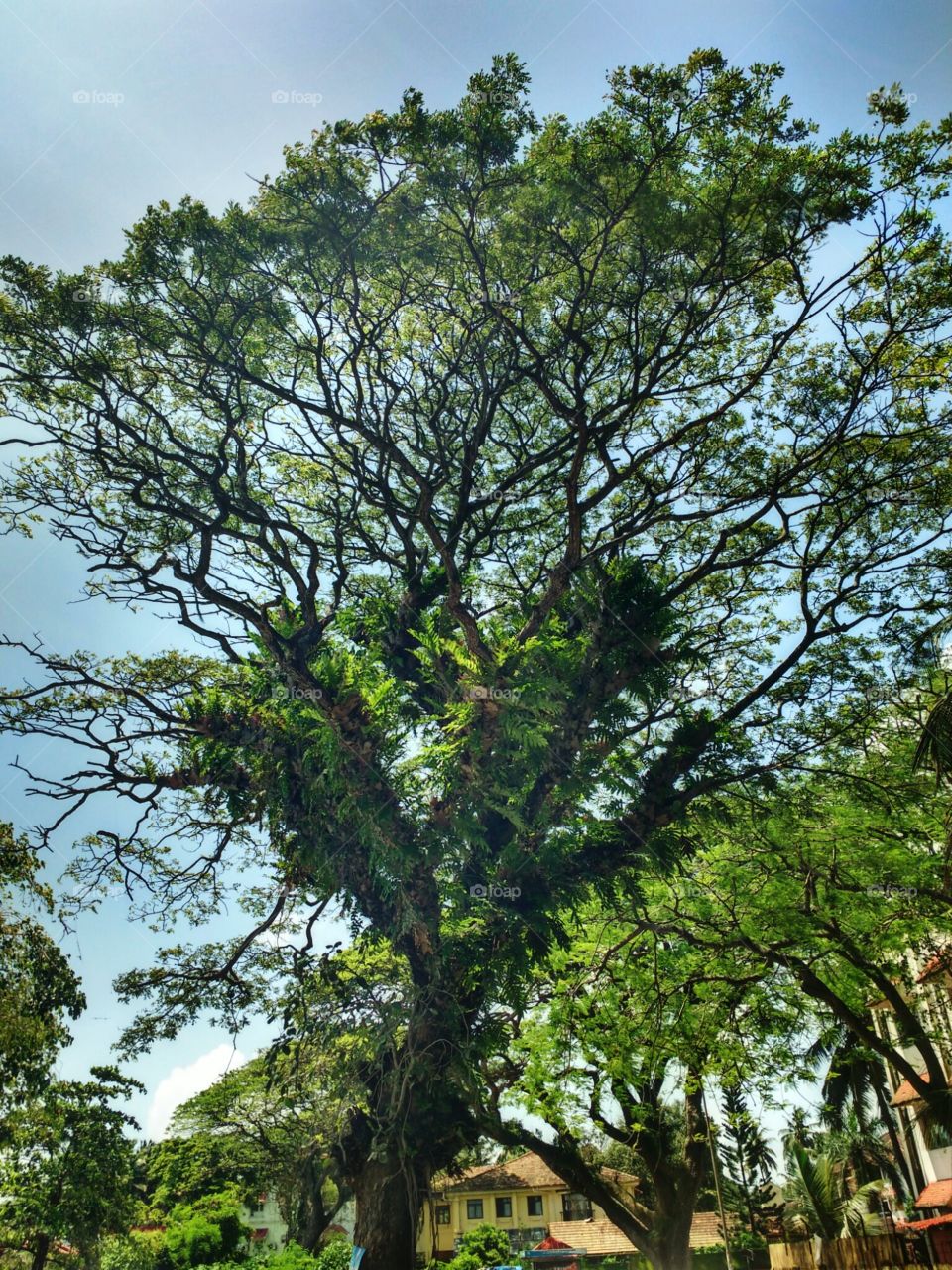 tree