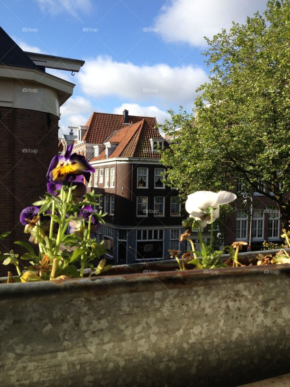 Flowers in Amsterdam