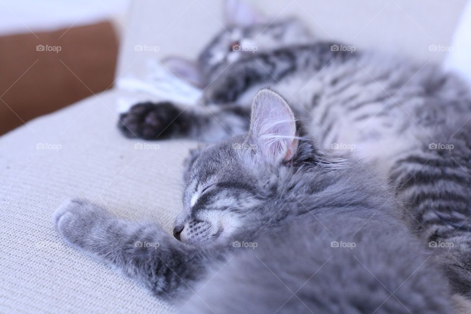Sleepy kittens 