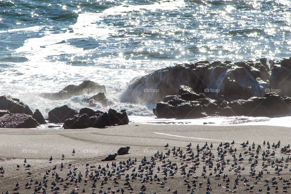 Harbor seals heading towards the sea
