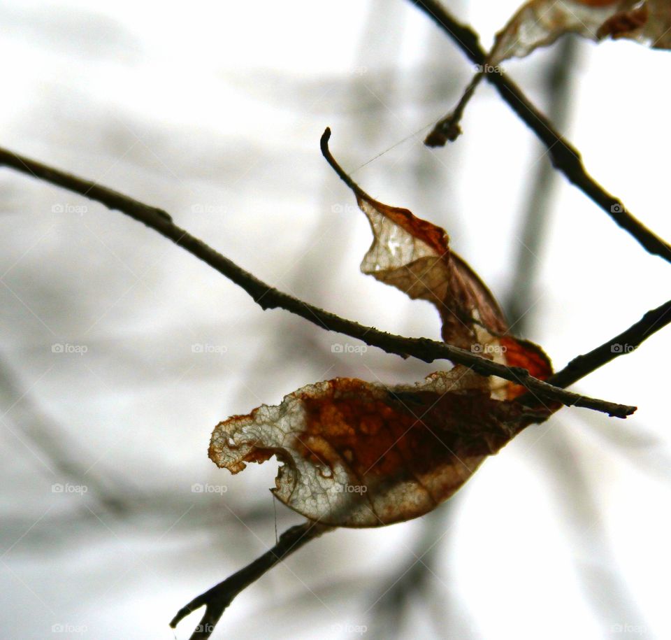 leaf caught on branch. frozen in place.