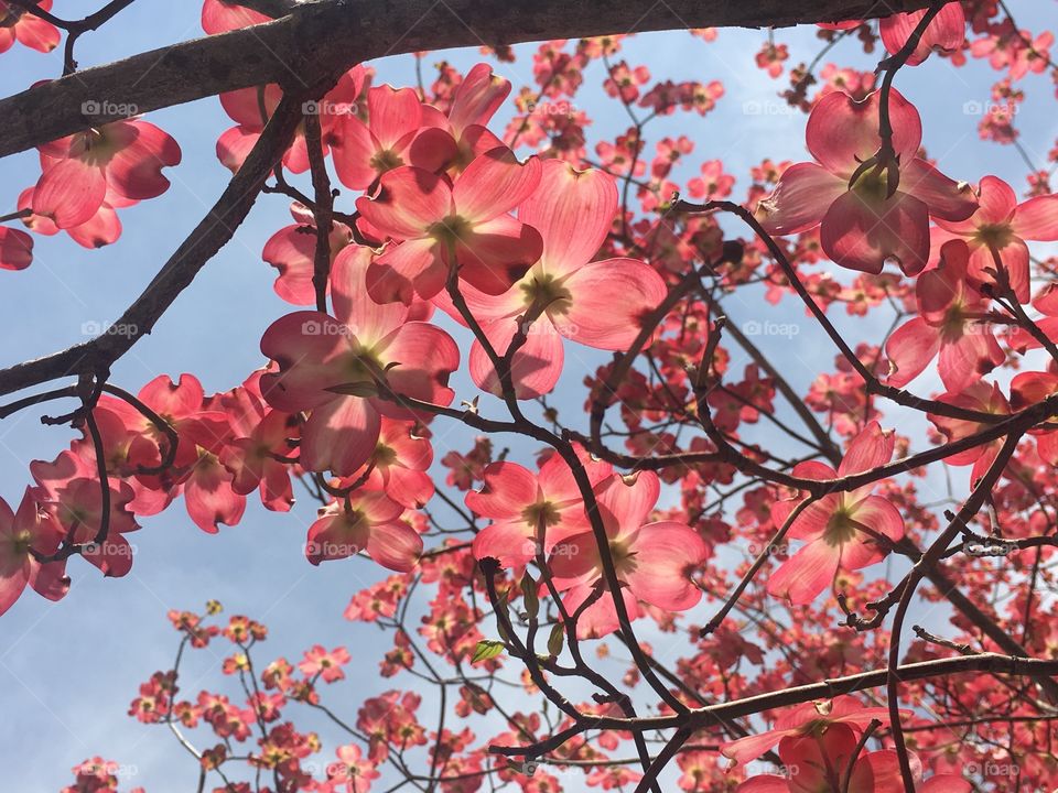 Branch, Tree, Season, Flower, Nature
