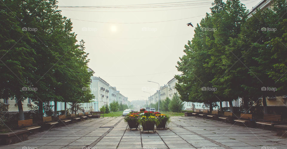 Potted flowers on street