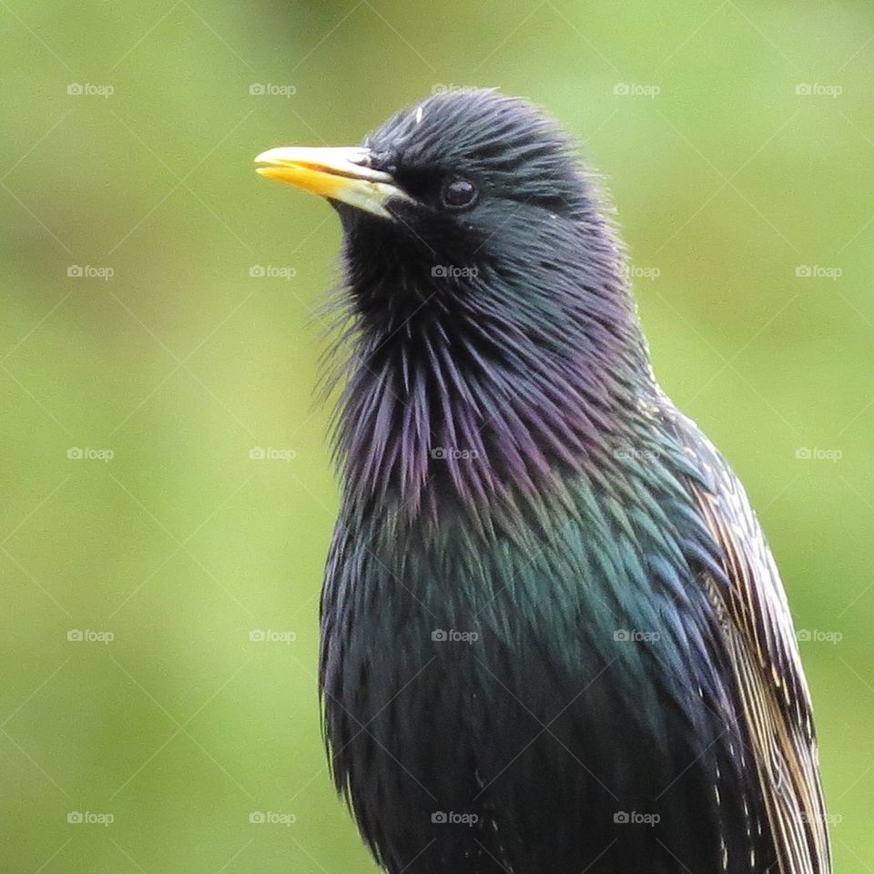 Close-up of starling bird