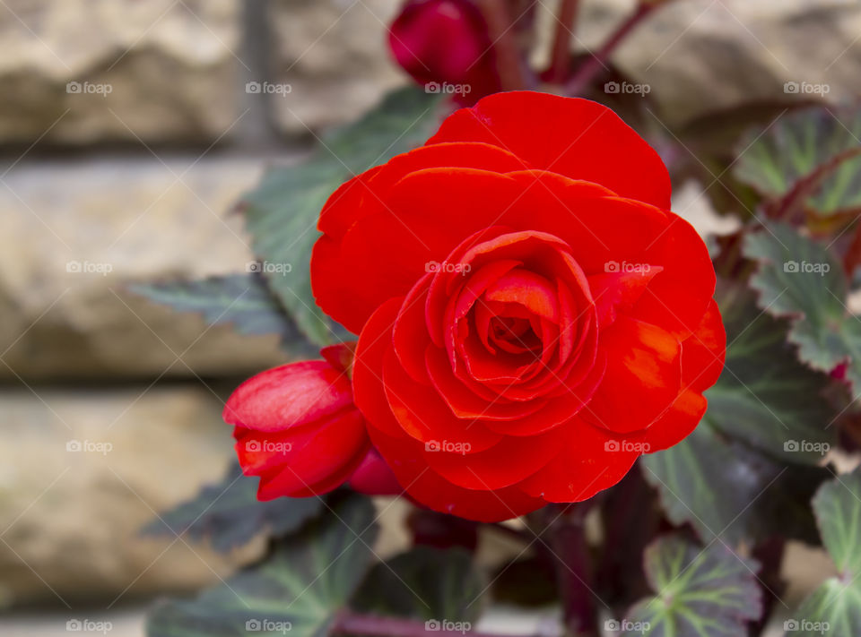 A large opened scarlet begonia flower with a stem, buds and textured leaves against a decorative brick wall. Photo of a decorative plant in a pot, horizontal orientation