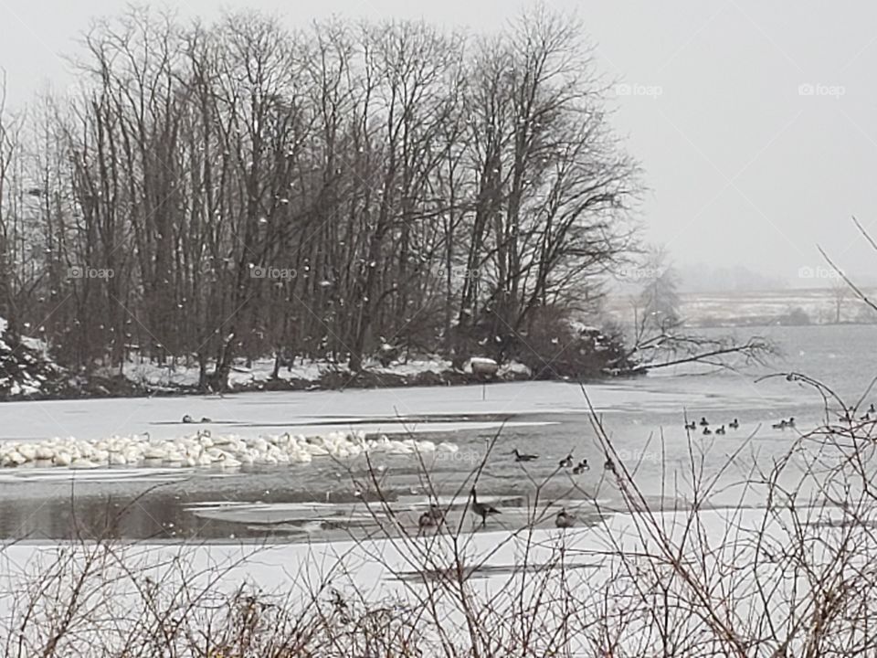 Tundra Swans on an icy lake as it snows