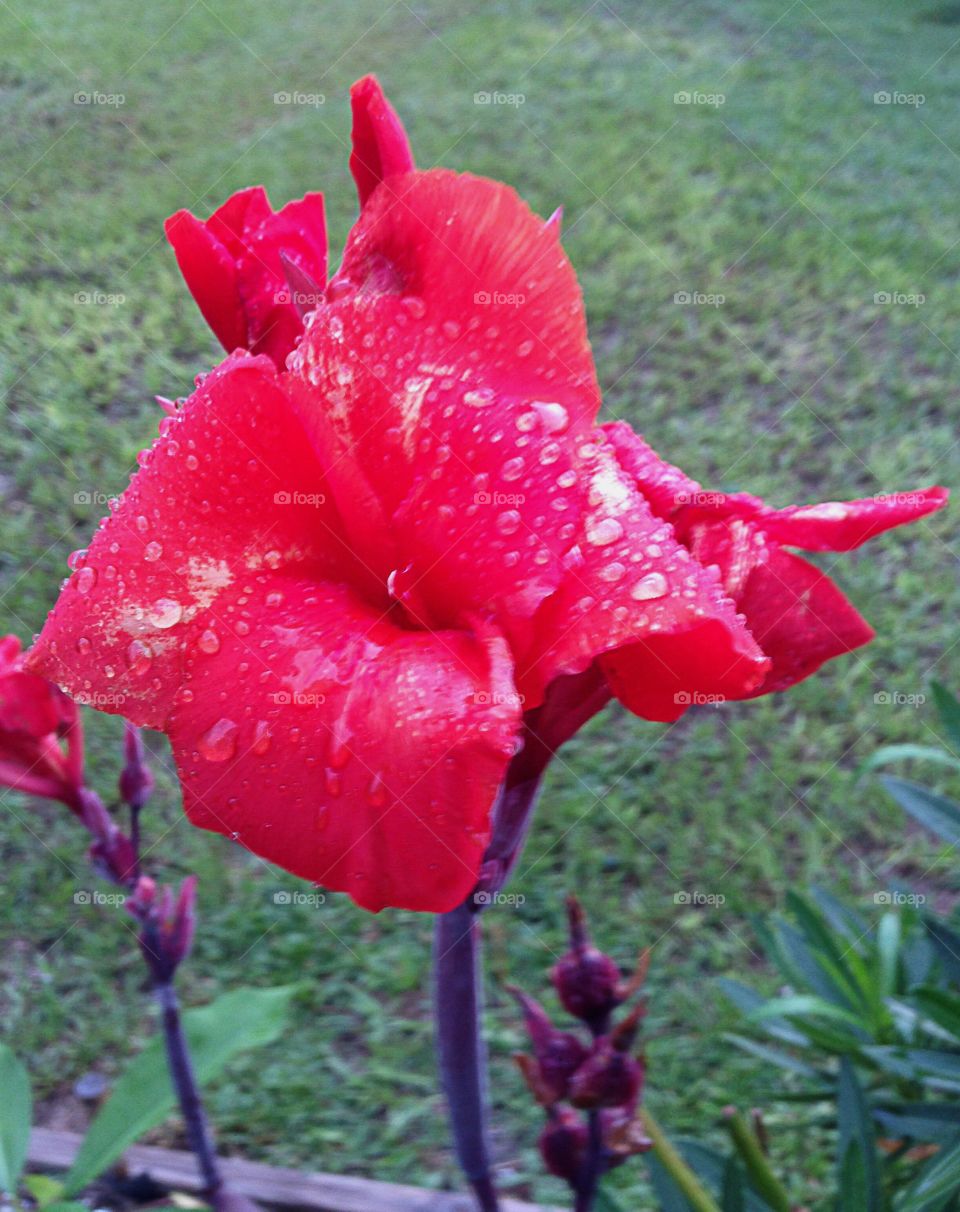 Red Canna Lily