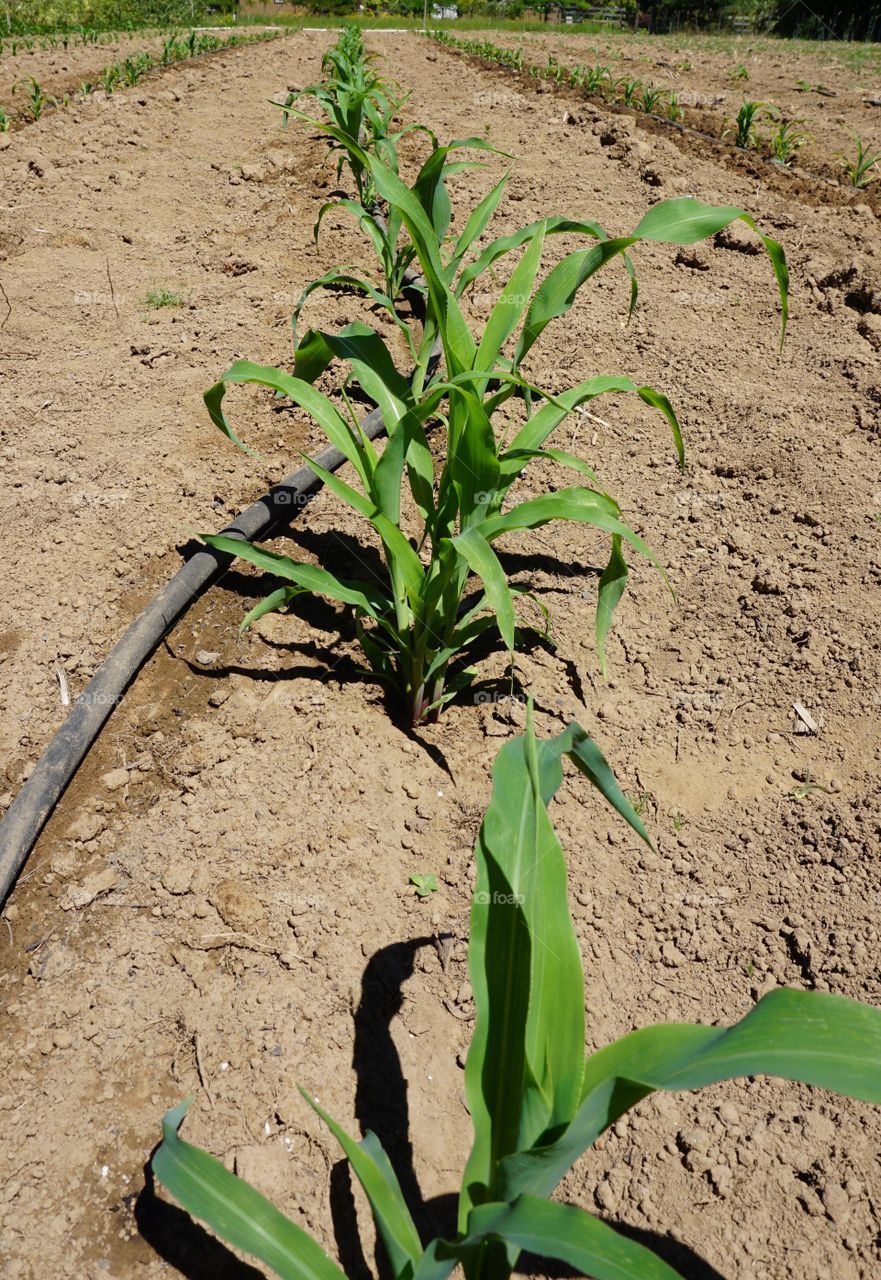 Photosynthesis. I love the beginnings of plants. All lined up in a row like school children.