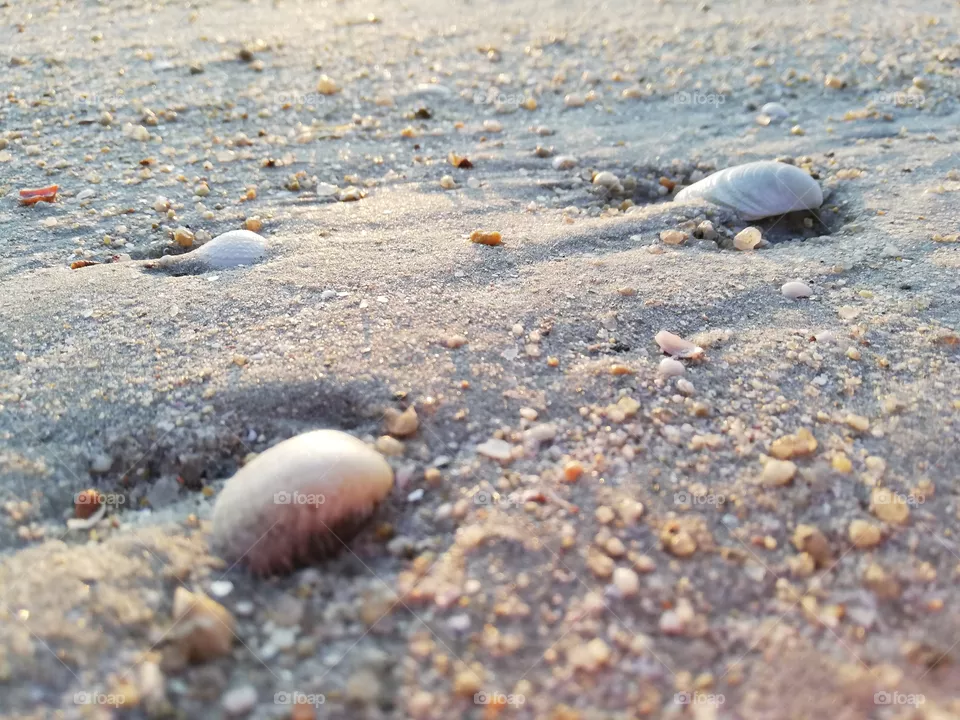 Sable et coquillage
