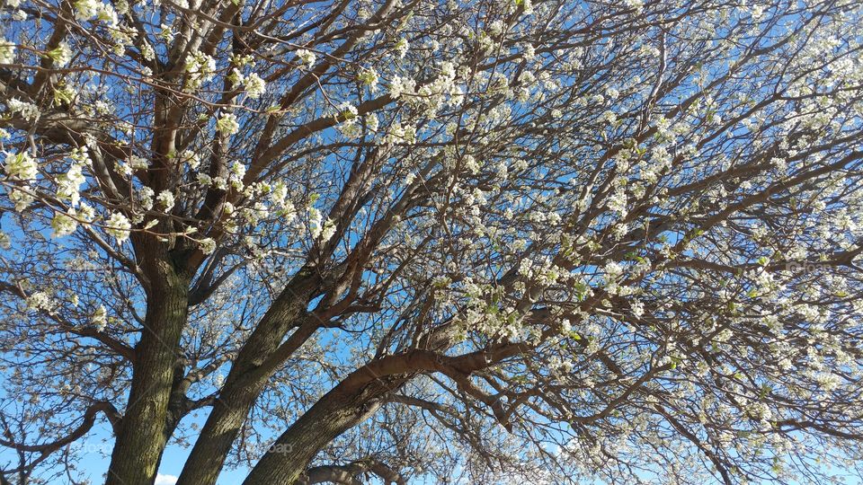 The gingko trees in Southeast Missouri bloom before most other trees even begin to bud, truly one of the first signs of spring here