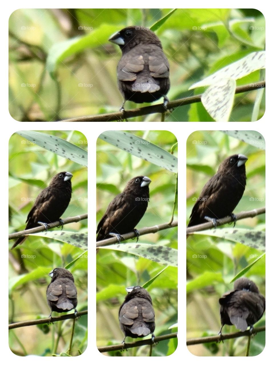 Bird collage
