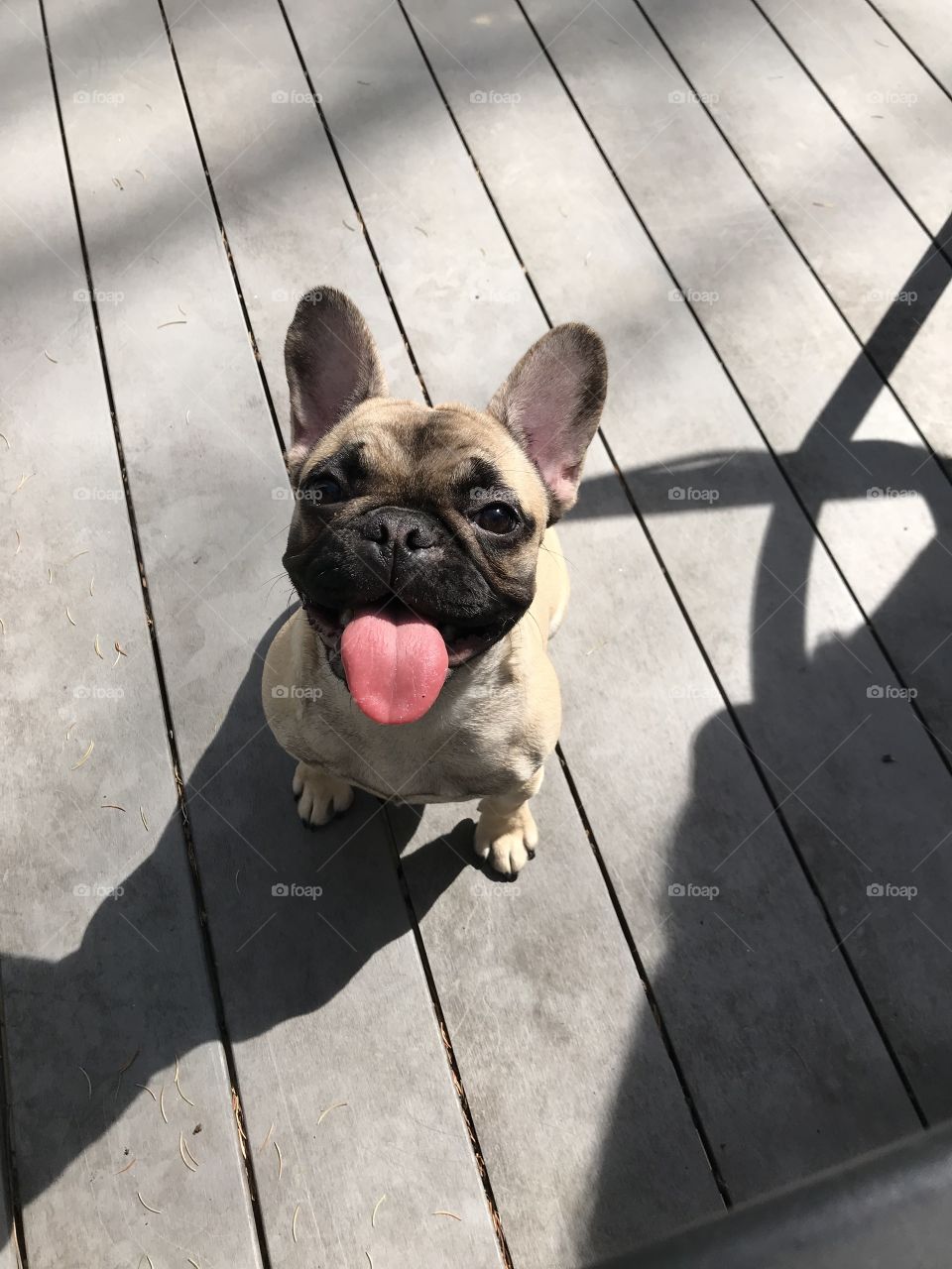 Frenchies have the silliest faces. This cutie is wondering how her tongue actually fits in her mouth...