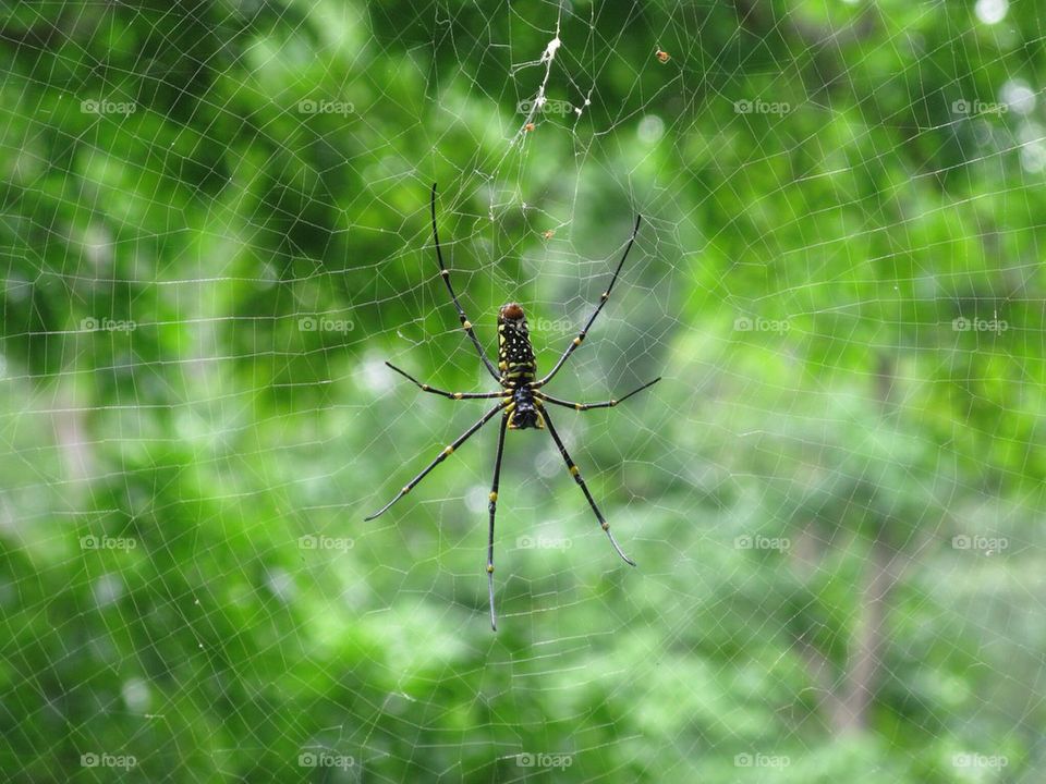 Spider and web, thailand