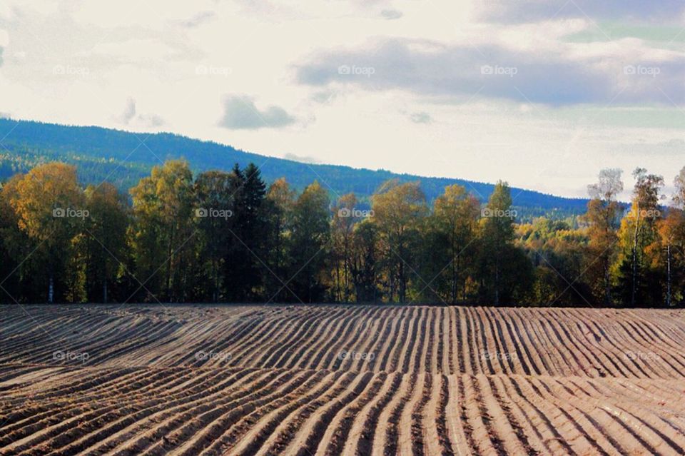 sky sweden tree trees by arman