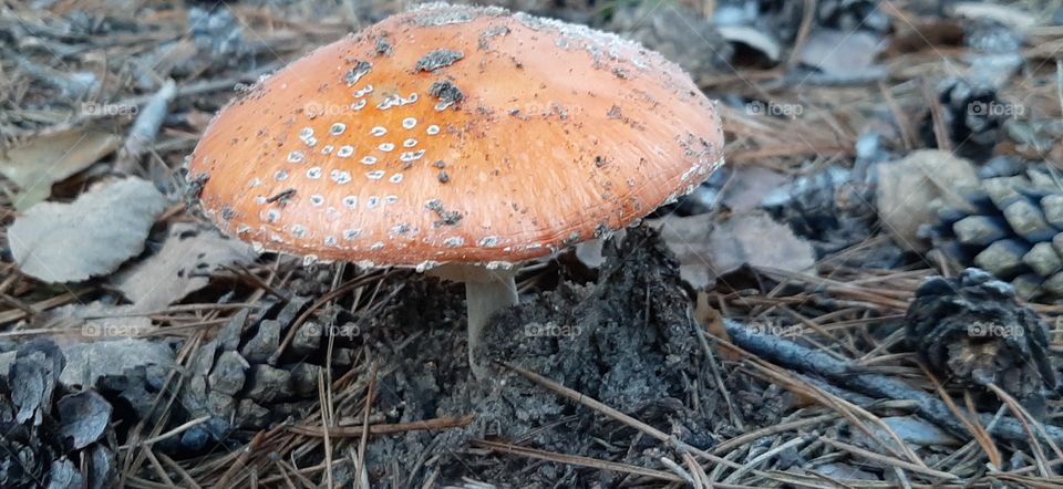 Mushroom in the forest