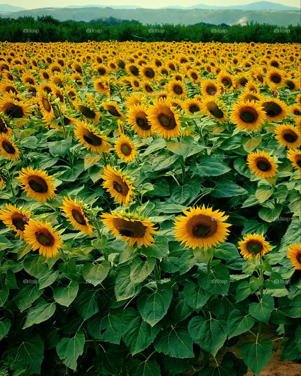 sunflowers