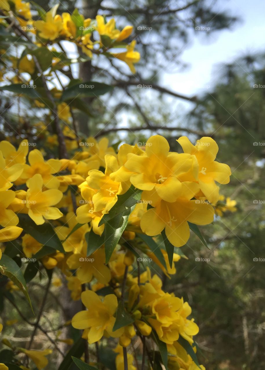 North Carolina Jasmine (Gelsemium Sempervirens) is a twining vine it is toxic to human just the same it is a beautiful bright yellow flower and the very first sign of spring.