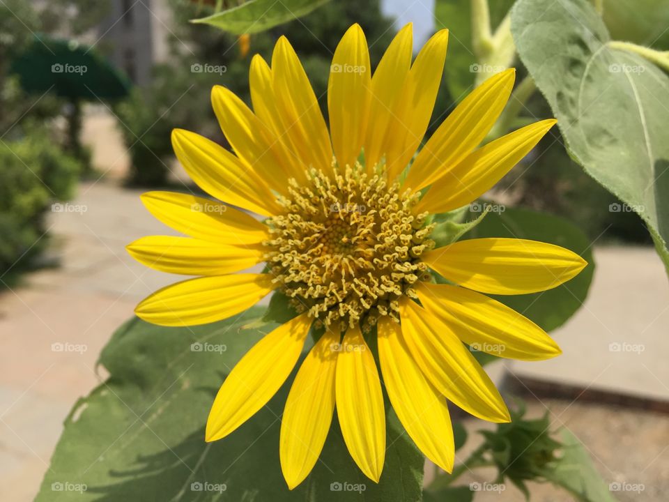 Yellow Sun Flower