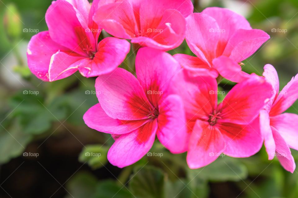 Vibrant geranium flowers in bloom.