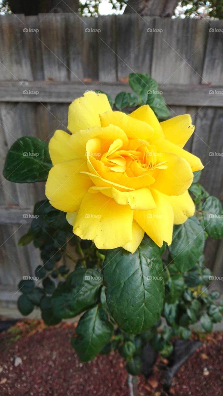 Beautiful yellow Rose