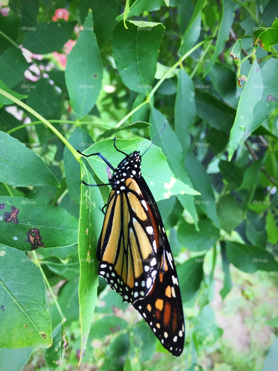 Monarch with one broken wing but still flying strong 