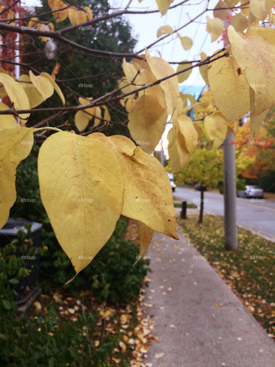 Yellow is autumn story 