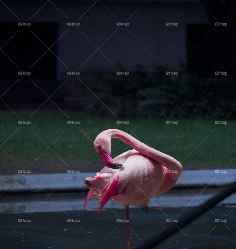 pink flamingo 