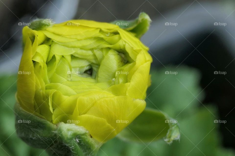 Close-up of a yellow flower