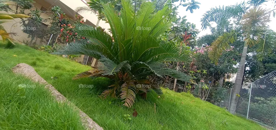 beautiful nature plants 🪴 like a professional artist
