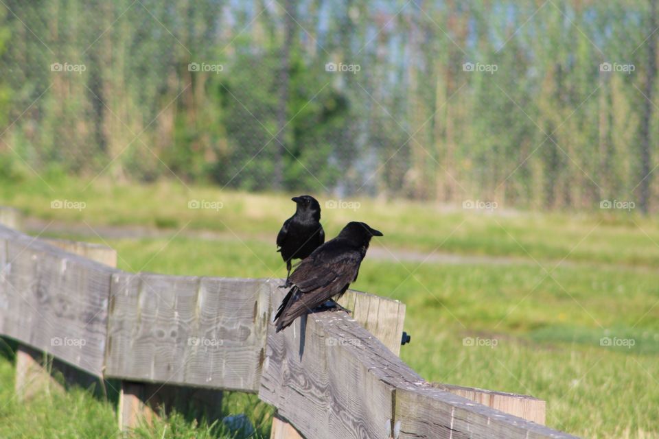 Bird, Wildlife, No Person, Outdoors, Grass