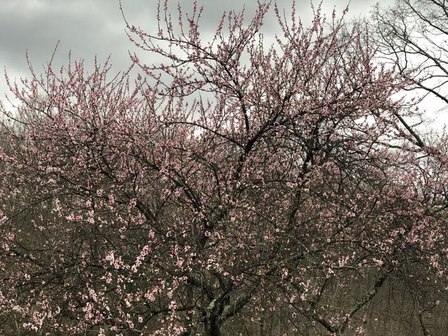 Peach tree