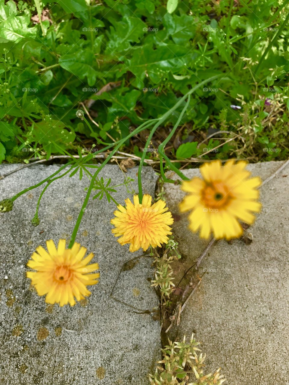 Flowers growing out of the pavement 