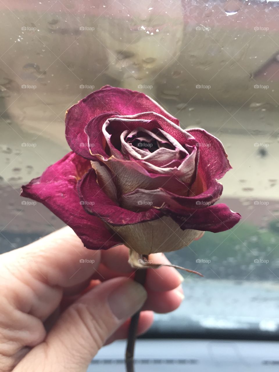 Same beautiful dried rose