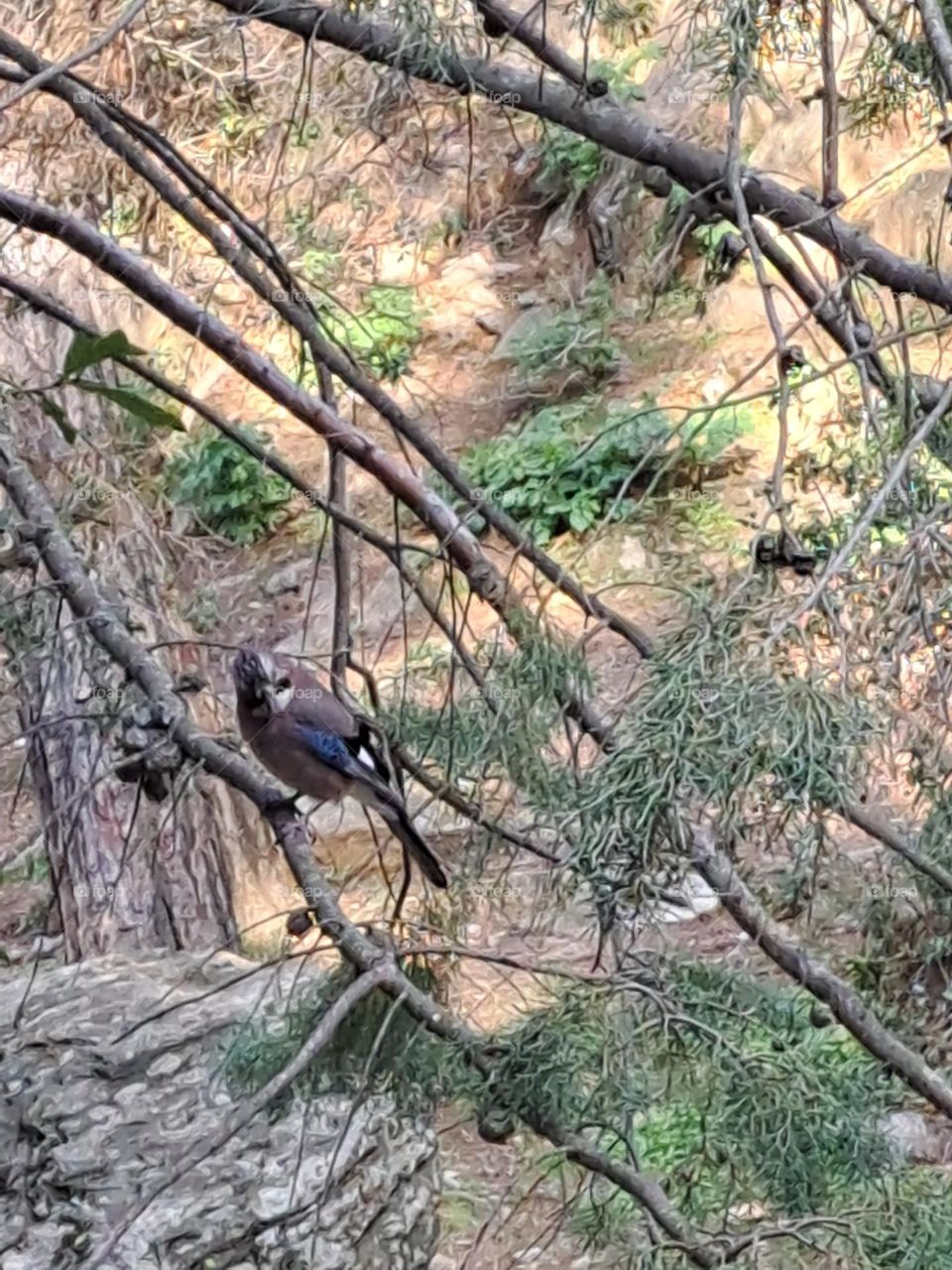 bird in the mountains of Ymittos Athens Greece