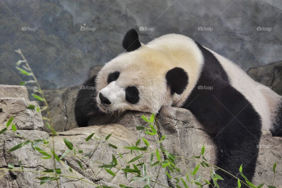 Mei Xiang the Panda