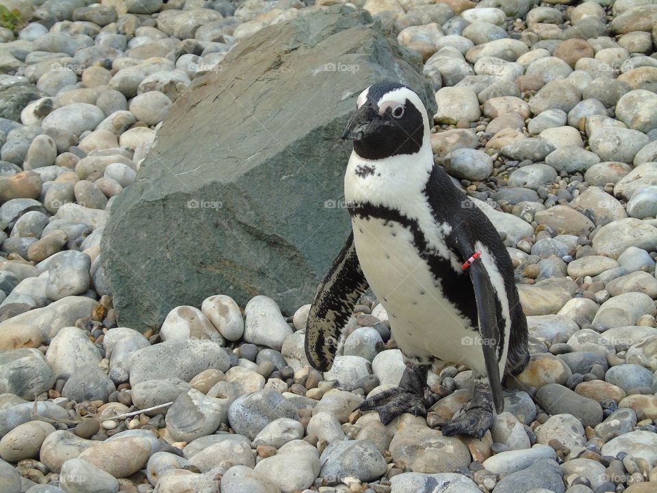 African Penguin, rocky landscape, closeup