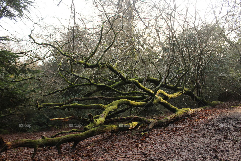 Fallen tree