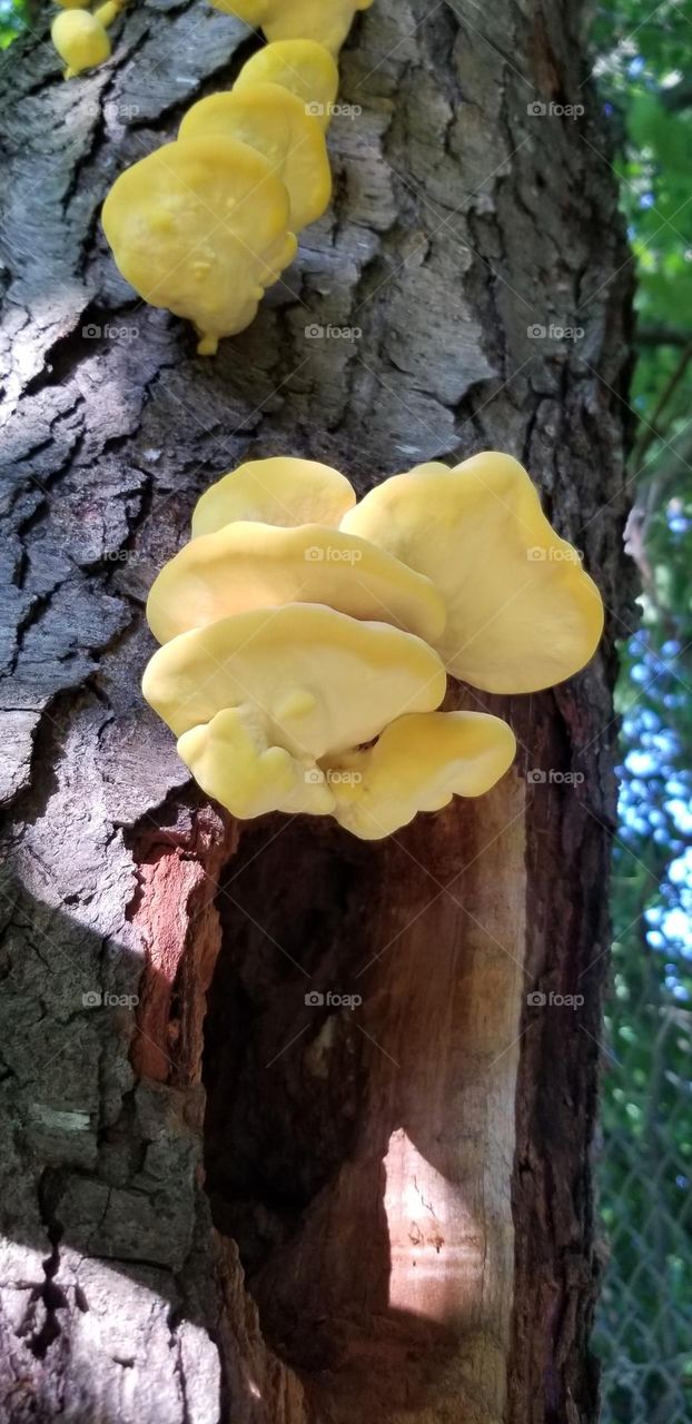 Yellow Fungi On A Tree